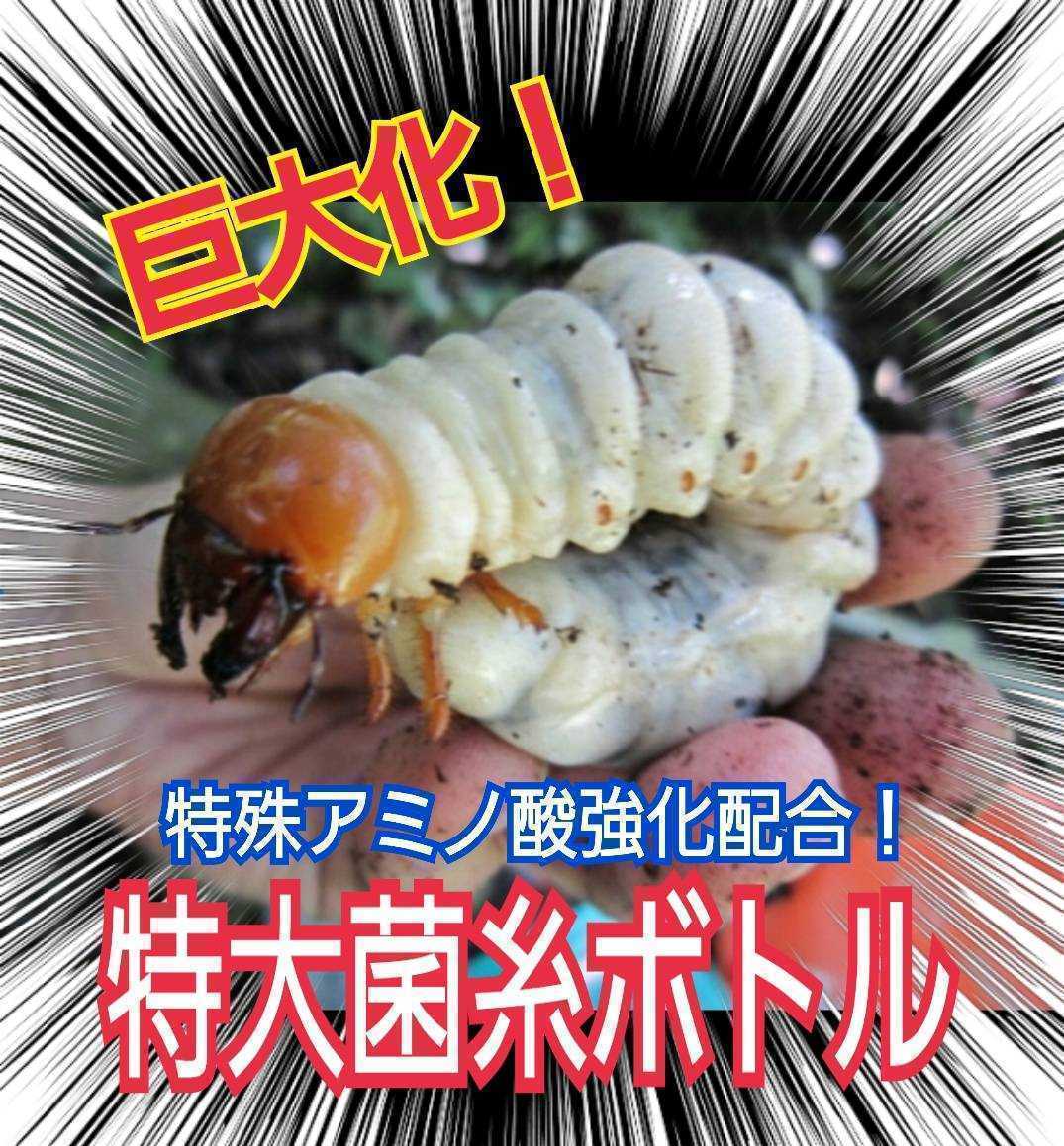 特大菌糸ボトル1500ml【4本】ヒマラヤひらたけ初菌で作成!特殊 特大菌糸ボトル1500ml【4本】ヒマラヤひらたけ初菌で作成!特殊