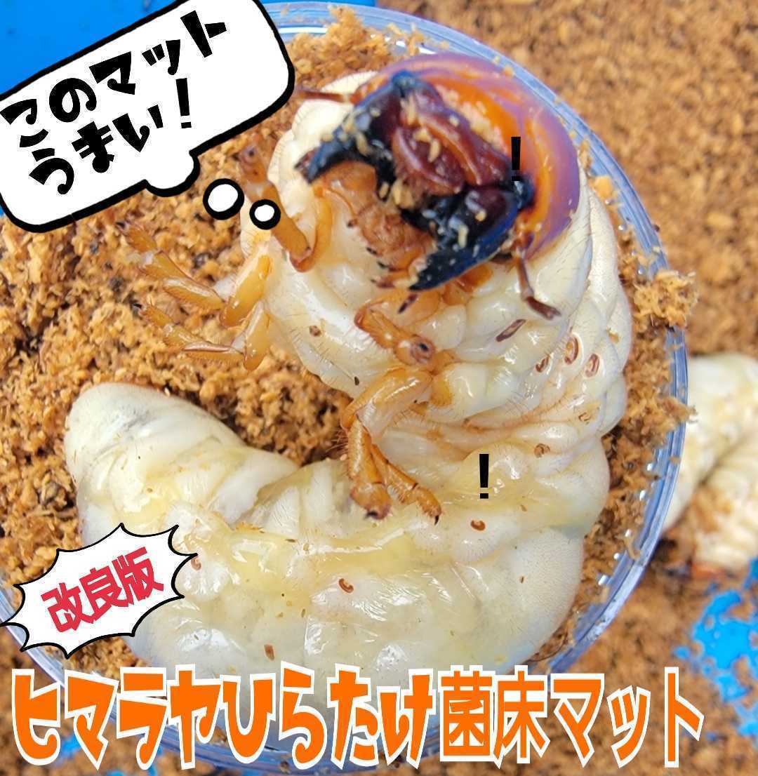  improvement version!himalaya common ... floor stag beetle mat [2L] bin . pudding cup .... only!o ok wa,nijiiro, common ta, saw larva . big .