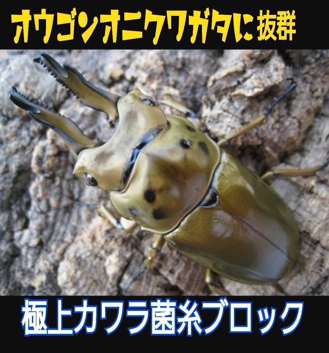 極上☆カワラタケ菌糸ブロック【2個】4000cc クヌギ１００％原料・1番菌のみ使用 タランドゥスやオウゴンオニクワガタ・レギウスの大型化に