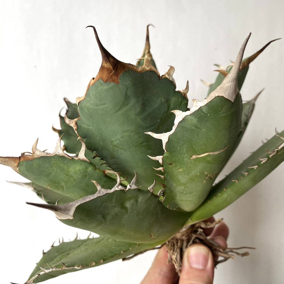 アガベ ノーネーム agave 素晴らしい個体-