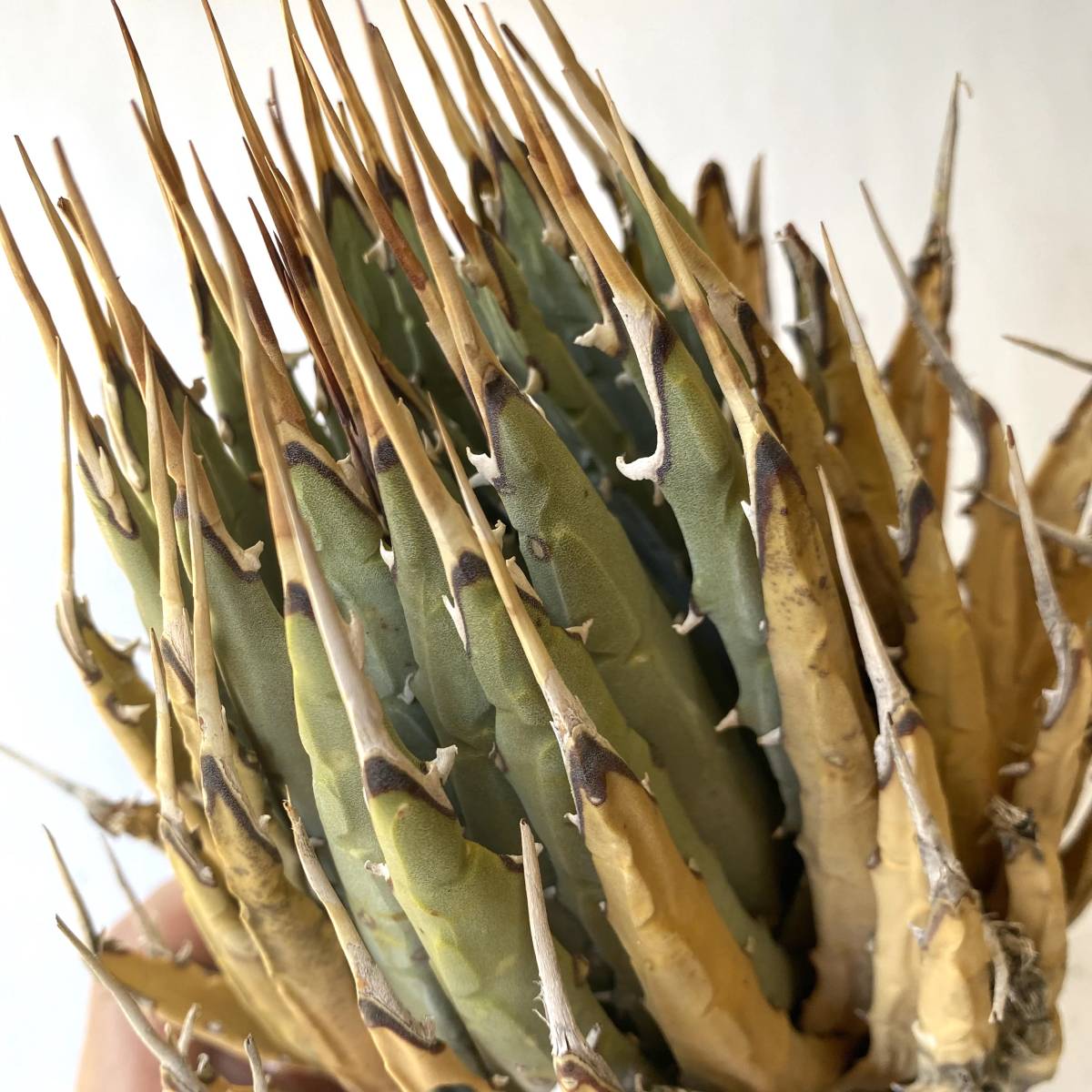 アガベ ユタヘンシス ツイスト Agave Utahensis エボリスピナ 植物