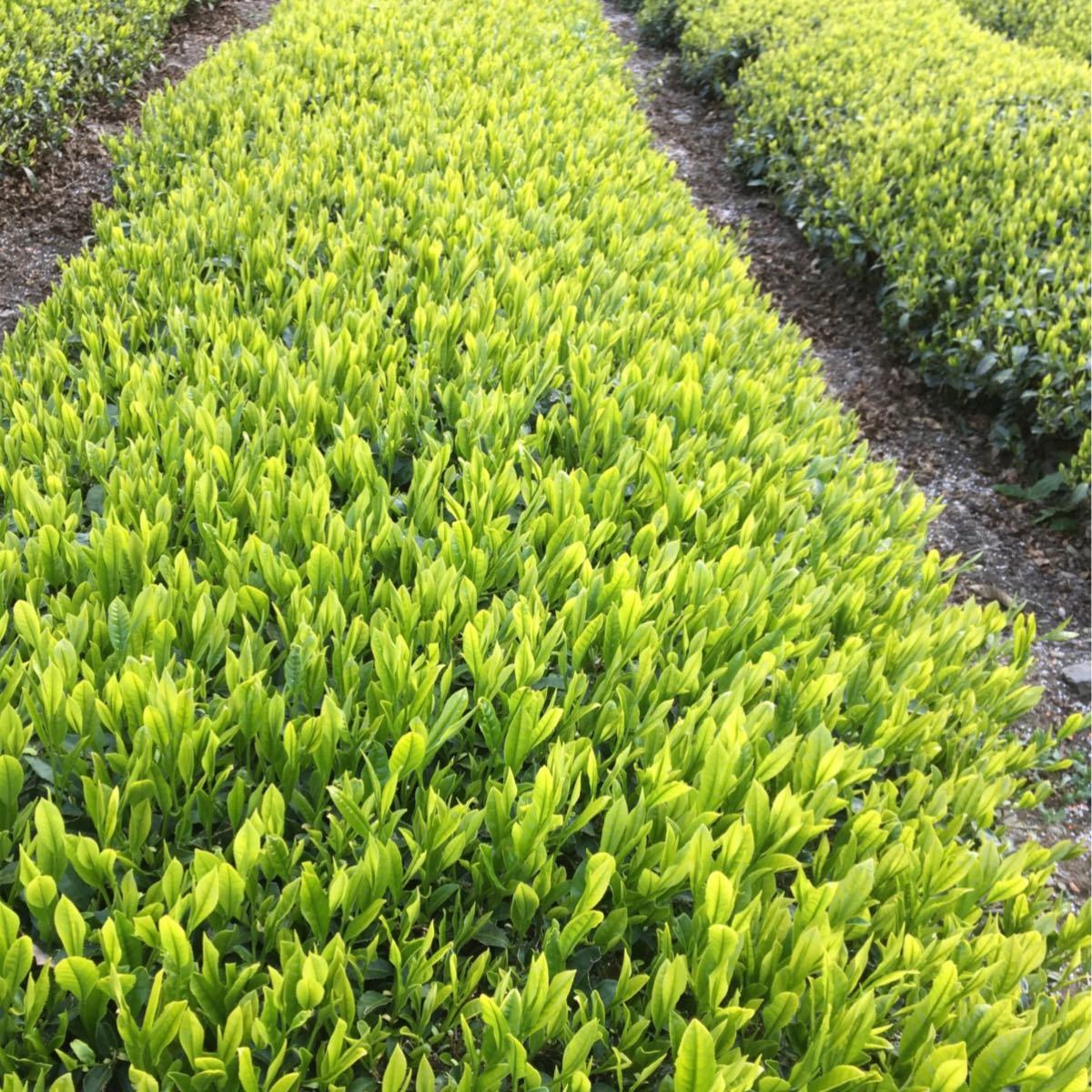 静岡新茶　川根茶　八十八夜手摘み特上茶70gx2        低農薬　農家直売