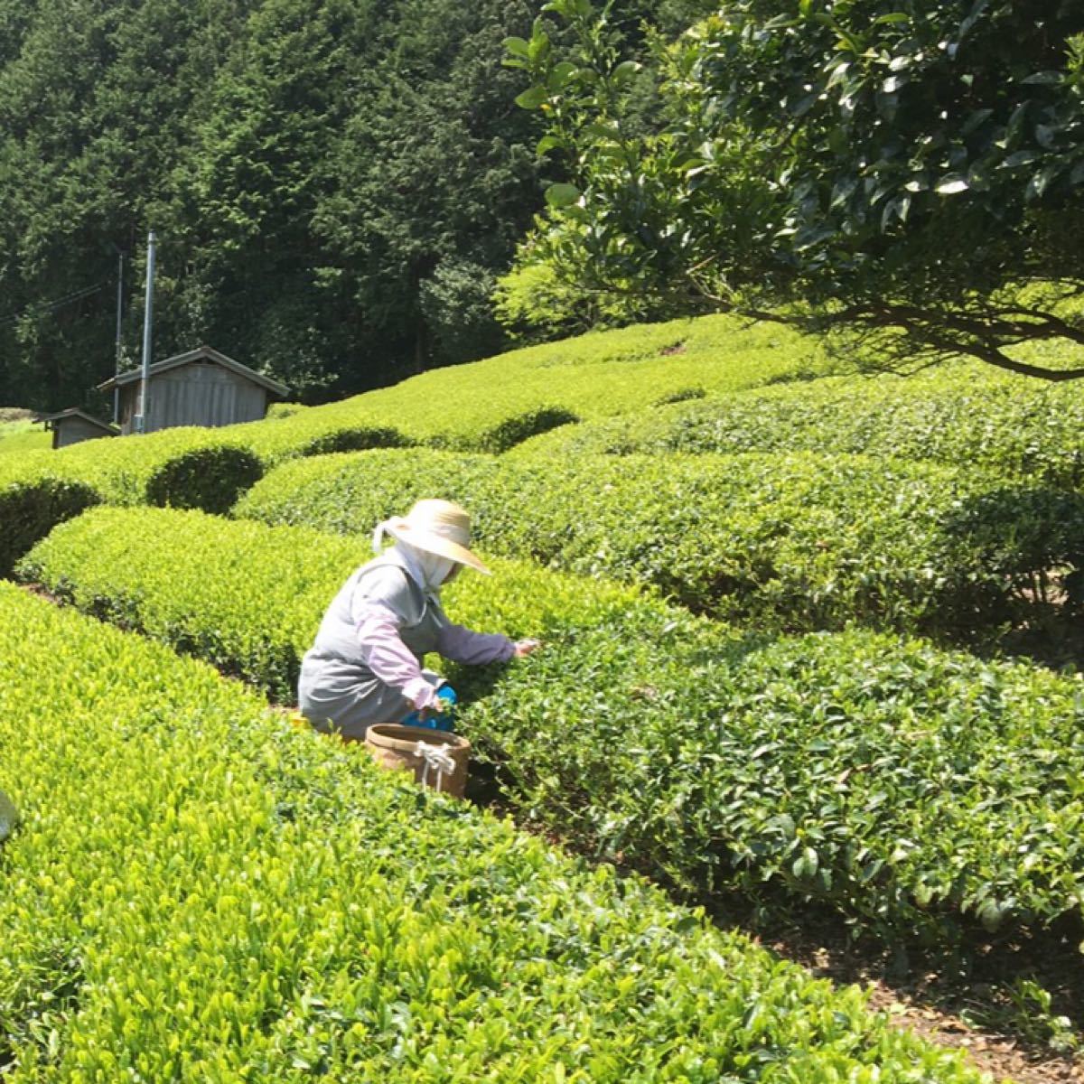 静岡新茶　川根茶　八十八夜手摘み特上茶70gx2        低農薬　農家直売