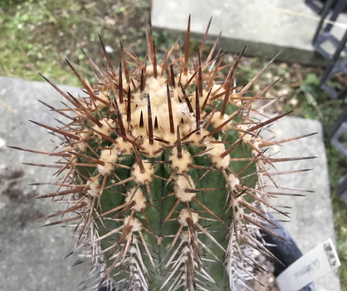 サボテン 多肉植物 コピアポア カルデラナ 帝竜冠 カキコ