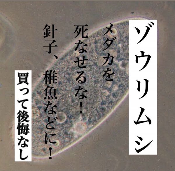 ゾウリムシ 100ml ◇即日発送◇メダカを死なせるな！針子や稚魚に！ミジンコ クロレラ メダカの餌 めだか ヒメダカ エビ【日の丸めだか】_画像1