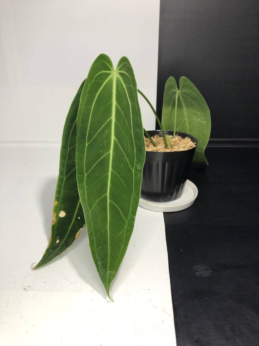 アンスリウムワロクアーナム・Anthurium warocqueanum 【在庫有】 www