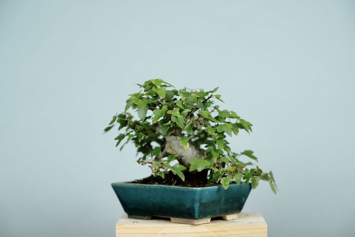 亦盆栽」小品盆栽 逸品 カエデ楓 美芸鉢入り | geantmotors241.com