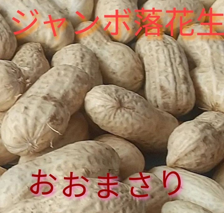 サイズ交換OK】 今日発送 明日から雨なので値下げジャンボ落花生おお