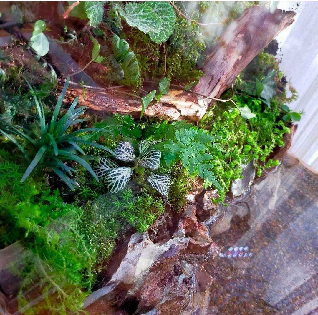 自然の中の飼育箱、苔テラリウム、アクアリウム、メダカ、ベタ 自然の中の飼育箱、苔テラリウム、アクアリウム、メダカ、ベタ