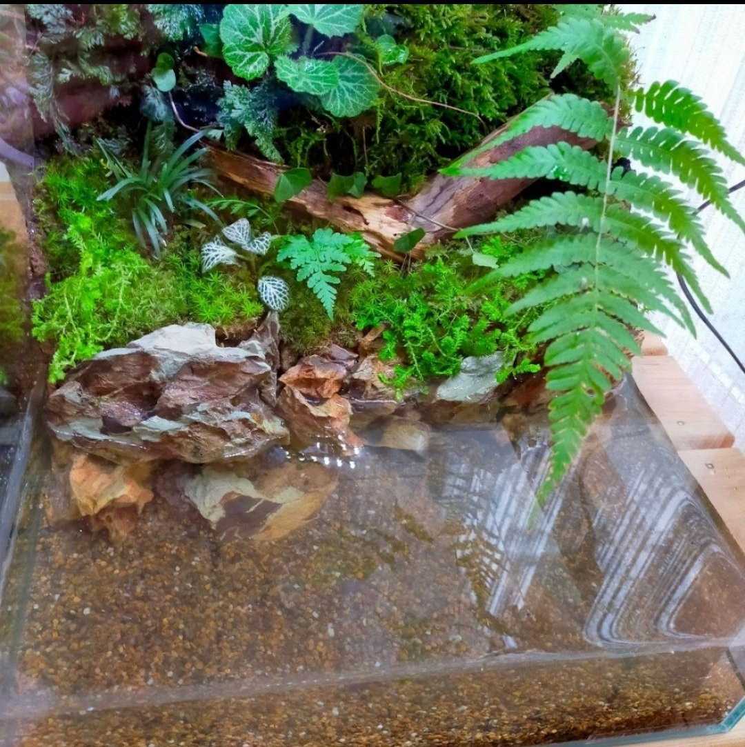 自然の中の飼育箱、苔テラリウム、アクアリウム、メダカ、ベタ 自然の中の飼育箱、苔テラリウム、アクアリウム、メダカ、ベタ