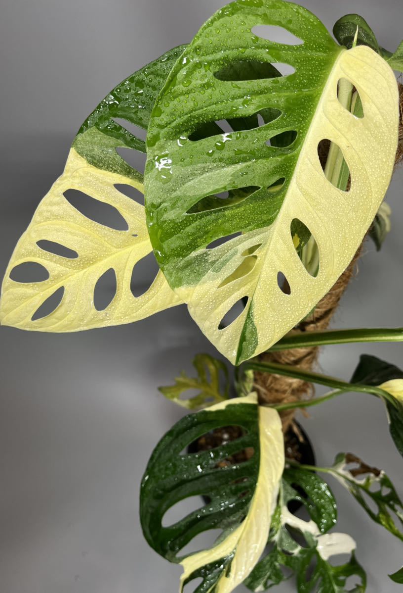 2021年レディースファッション福袋 マドカズラ 斑入り Monstera adansonii 16 www.bdiwearparts.com 2021年レディースファッション福袋 マドカズラ 斑入り Monstera adansonii 16 www.bdiwearparts.com