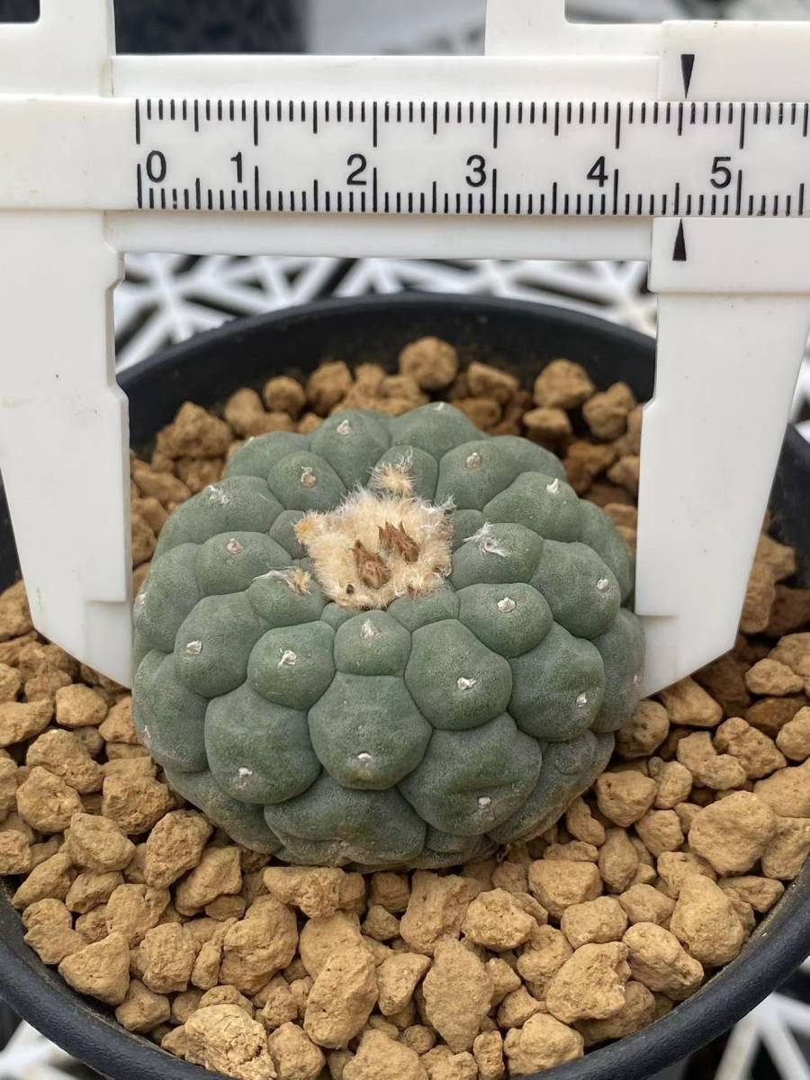 サボテン 多肉植物 ロホホラ カキコ 特疣銀冠玉 サボテン 多肉植物 ロホホラ カキコ 特疣銀冠玉