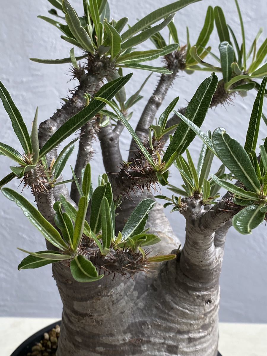 輸入発根3年目大株】パキポディウム グラキリス Pachypodium 輸入発根3年目大株】パキポディウム グラキリス Pachypodium