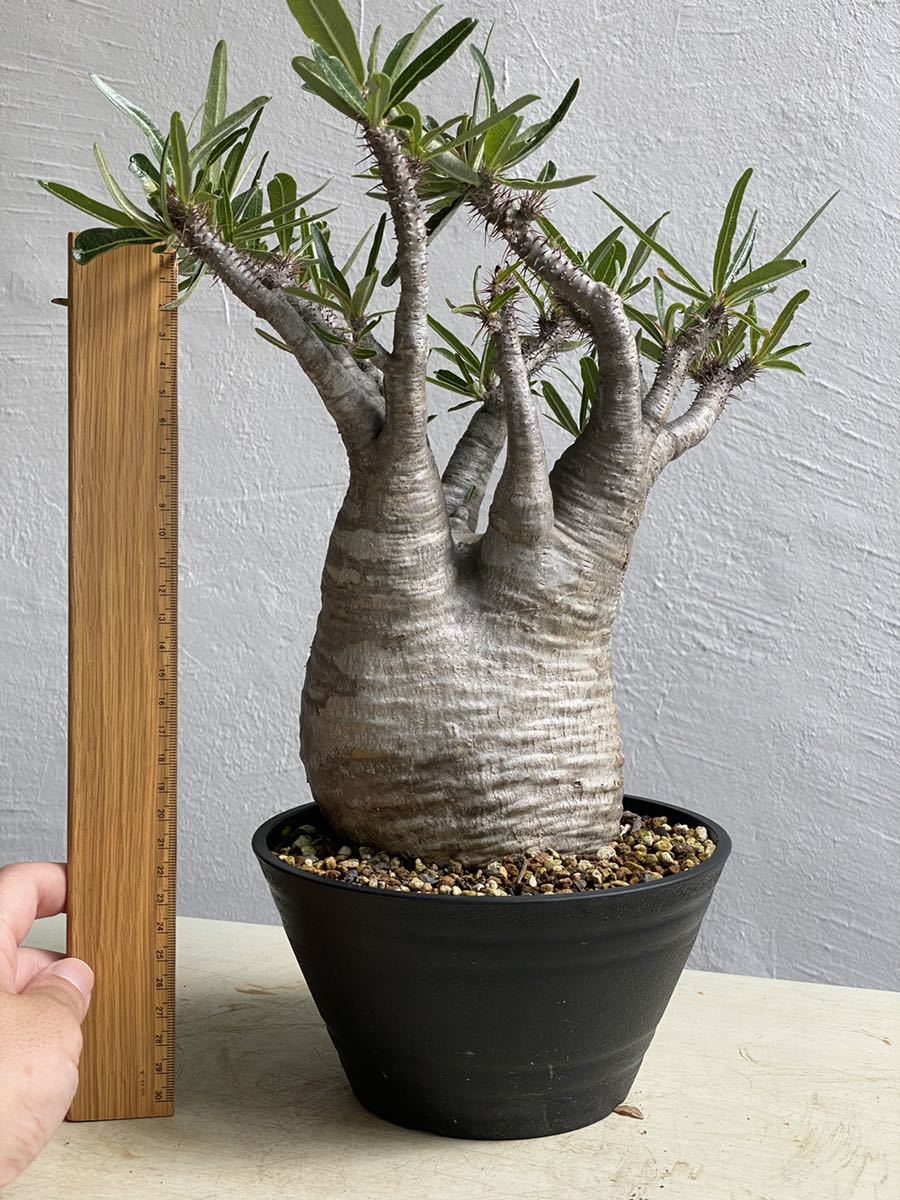輸入発根3年目大株】パキポディウム グラキリス Pachypodium 輸入発根3年目大株】パキポディウム グラキリス Pachypodium