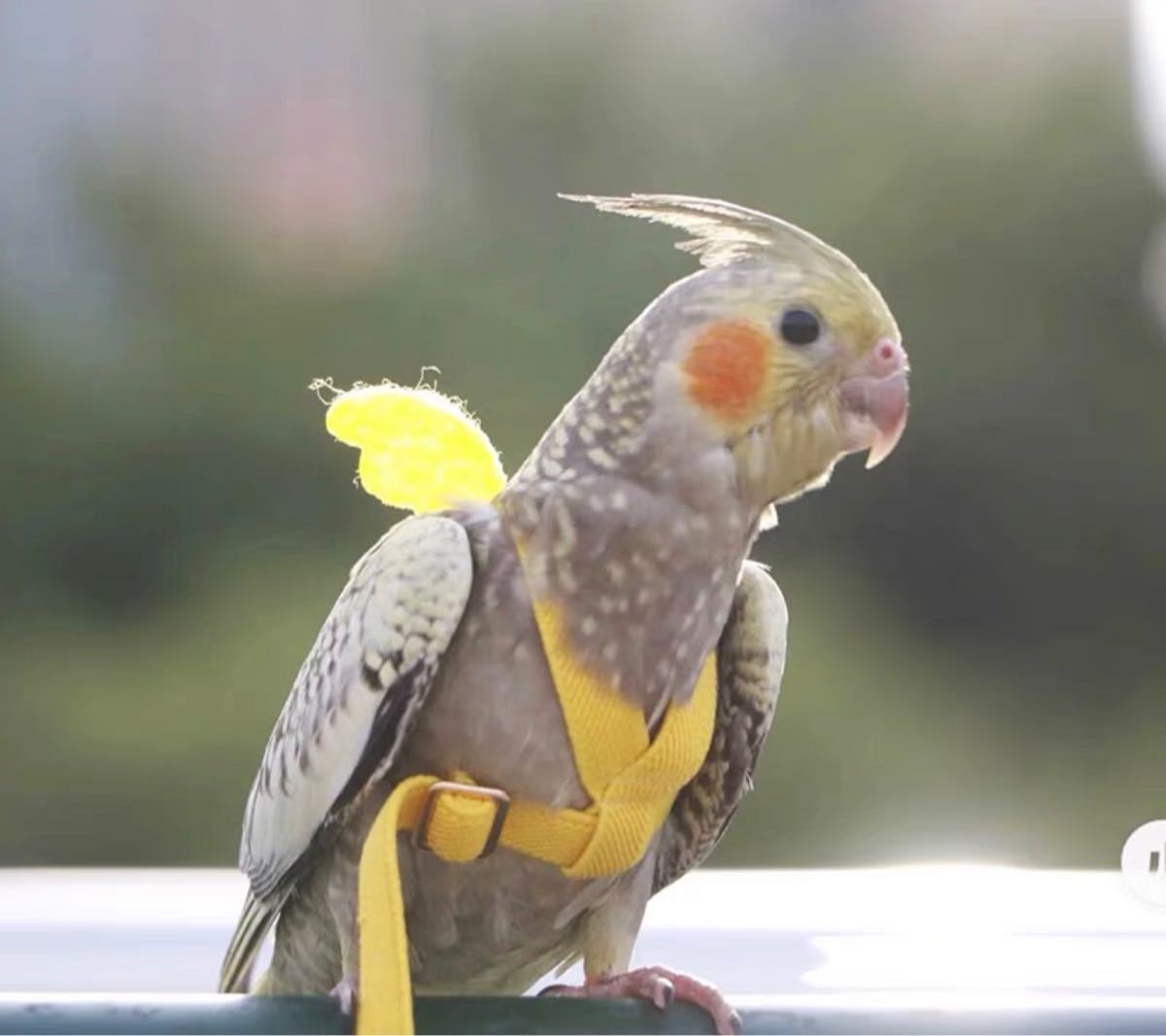 オカメインコ用放鳥ハーネス　S イエロー