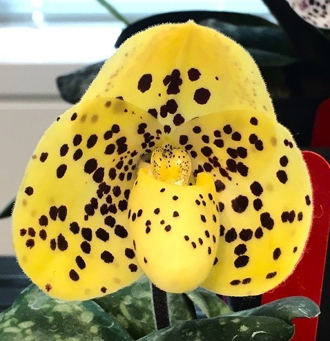 洋蘭 原種 野生蘭 地生蘭 パフィオ Paph.wenshanense -2 中国産個体同士の実生未開花株