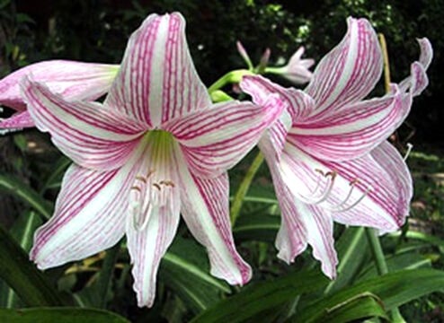 爆売り 洋種山野草 観葉植物 多年草 球根植物 シロスジアマリリス Hippeastrum Reticulatum Var Striatifolium 爆売り 洋種山野草 観葉植物 多年草 球根植物 シロスジアマリリス Hippeastrum Reticulatum Var Striatifolium