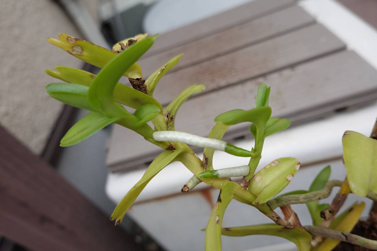 洋蘭原種 Pelatantheria.inscectifera. オリジナル株。開花サイズ。_長い枝の新芽。6㎝、5㎝。