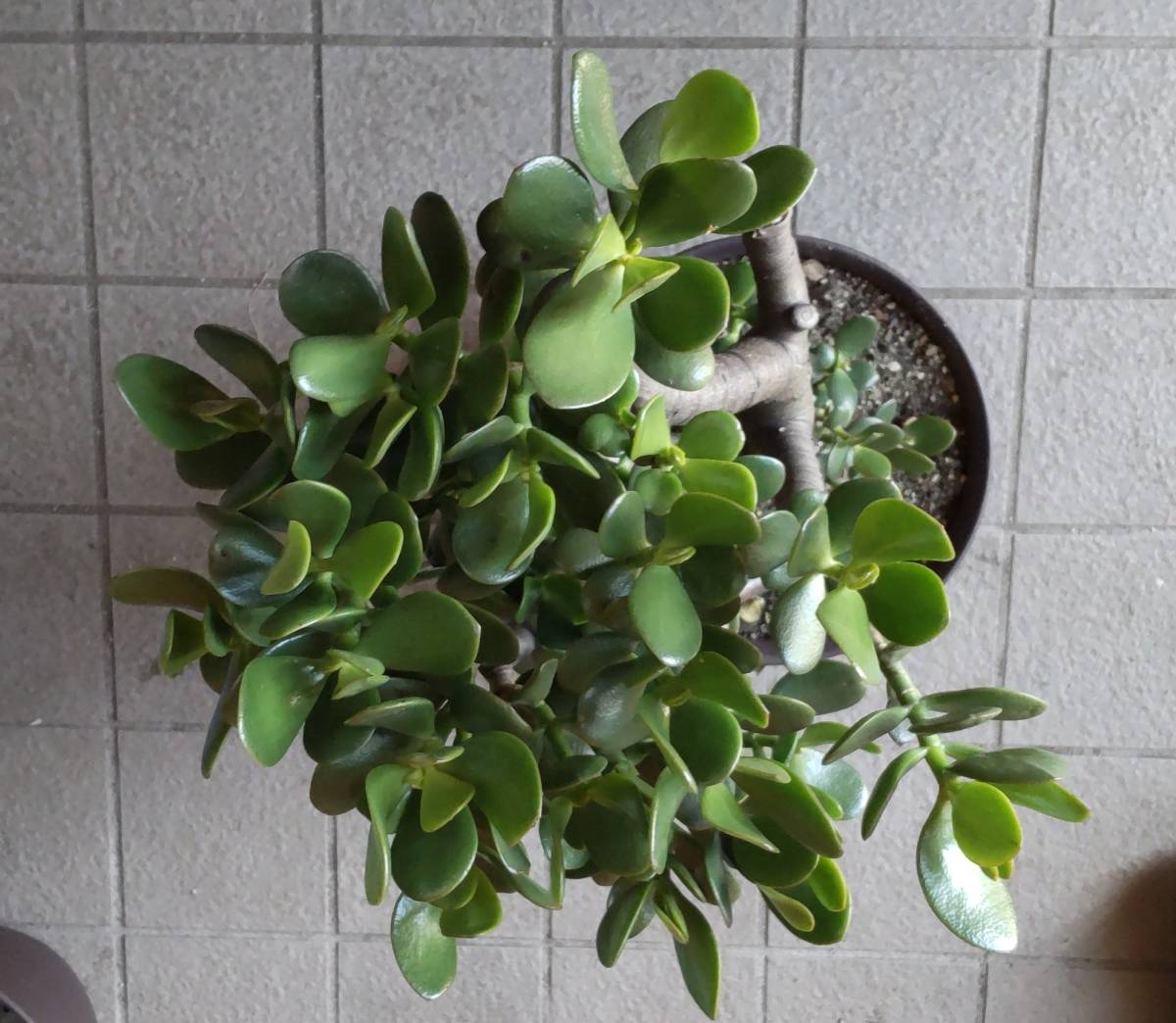 多肉植物 金のなる木 6 多肉植物 金のなる木 6