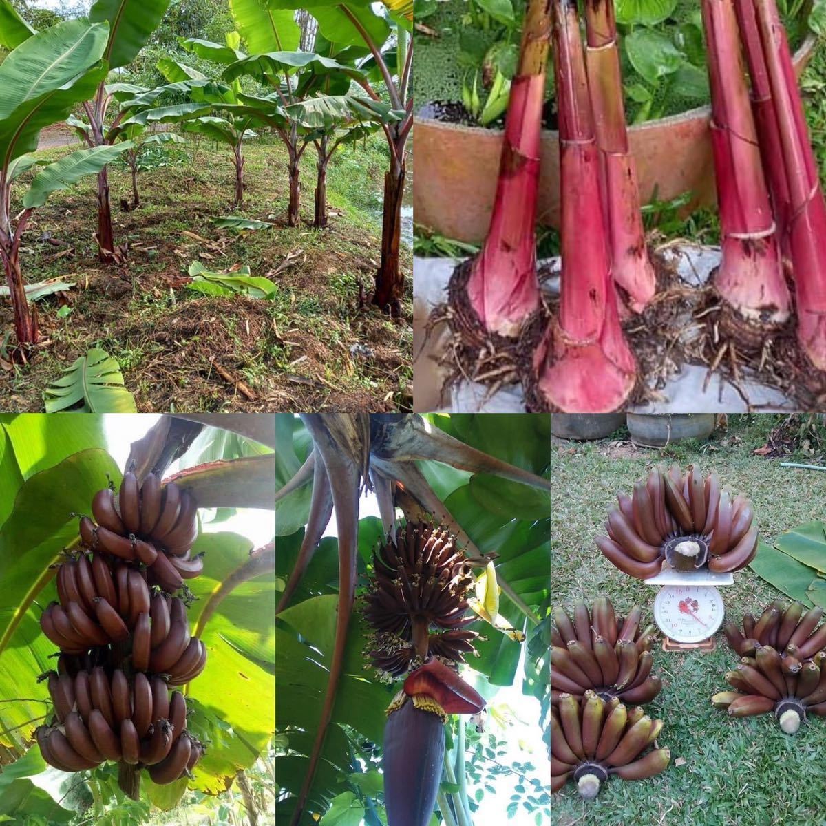 Musa Nak acuminata紫色バナナ15粒斑入りバナナではなく|Yahoo Musa Nak acuminata紫色バナナ15粒斑入りバナナではなく|Yahoo