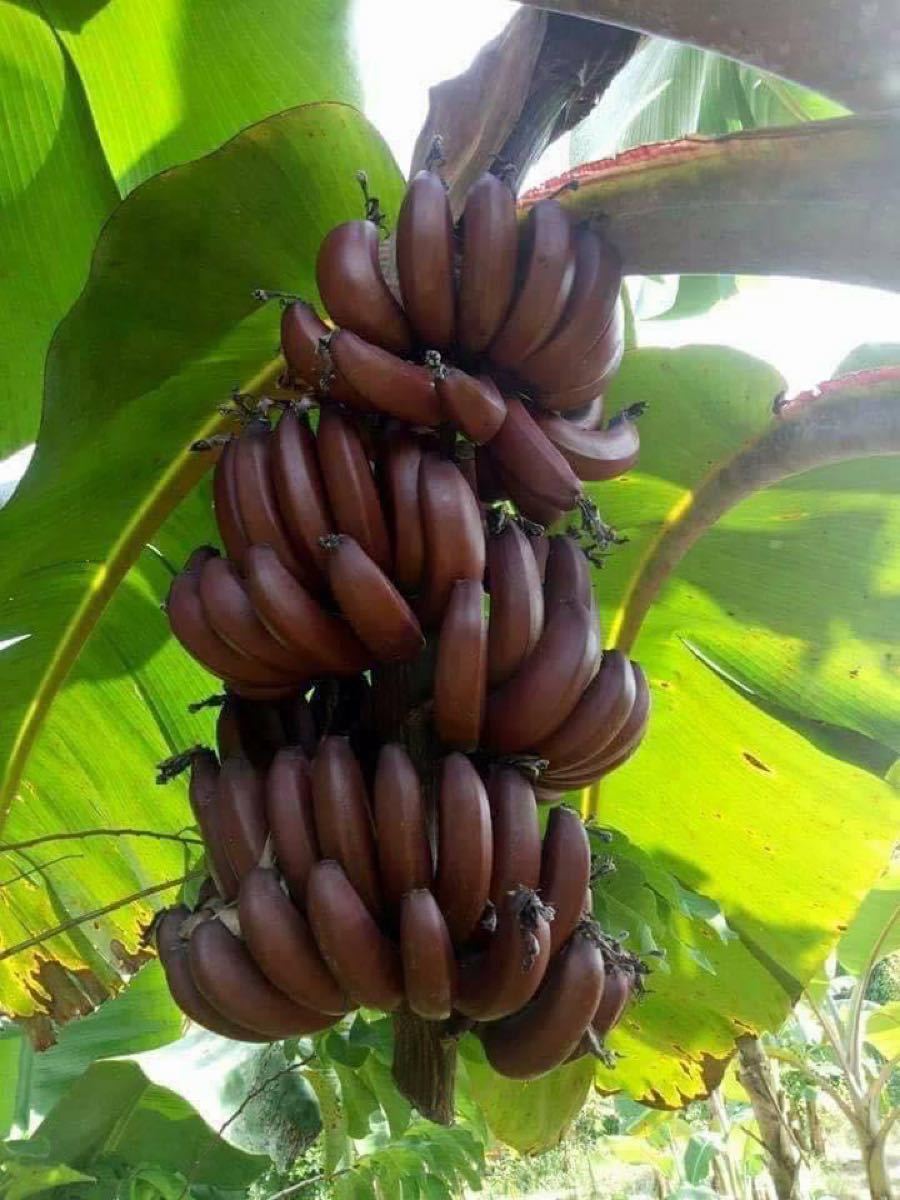 Musa Nak acuminata紫色バナナ15粒斑入りバナナではなく|Yahoo Musa Nak acuminata紫色バナナ15粒斑入りバナナではなく|Yahoo