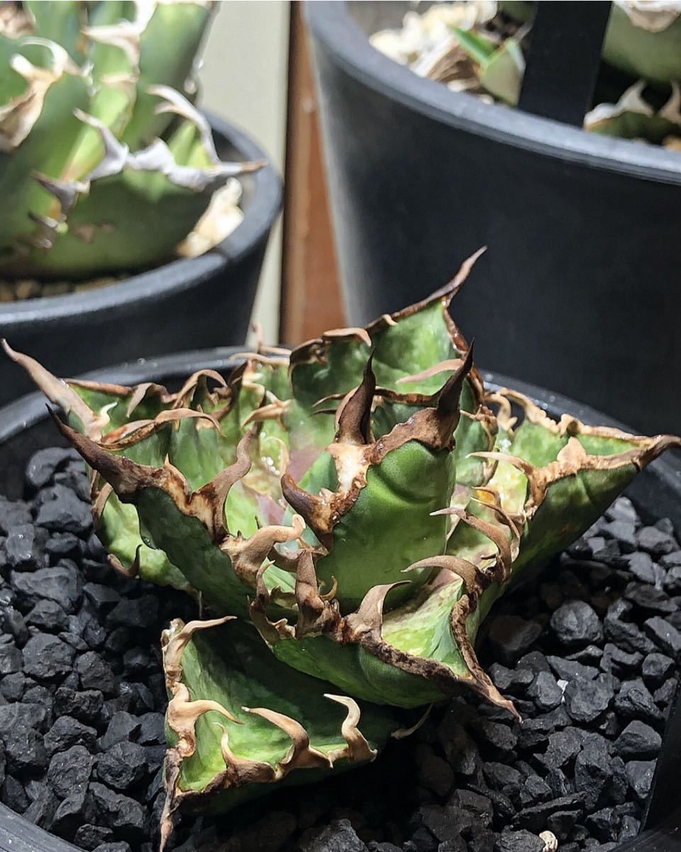アガベ チタノタ シーザー 中株 発根済み 鉢ごと発送 陽炎 agave