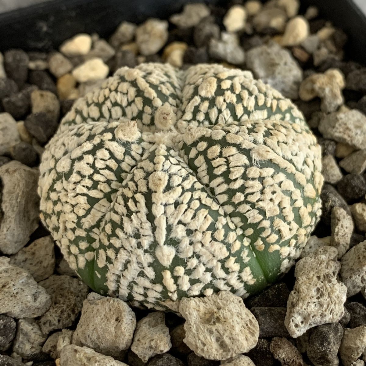 【P10078】アストロフィツム スーパー兜 Astrophytum ( 検索 アガベ 塊根植物 コーデックス パキポディウム 多肉植物 サボテン )_画像2