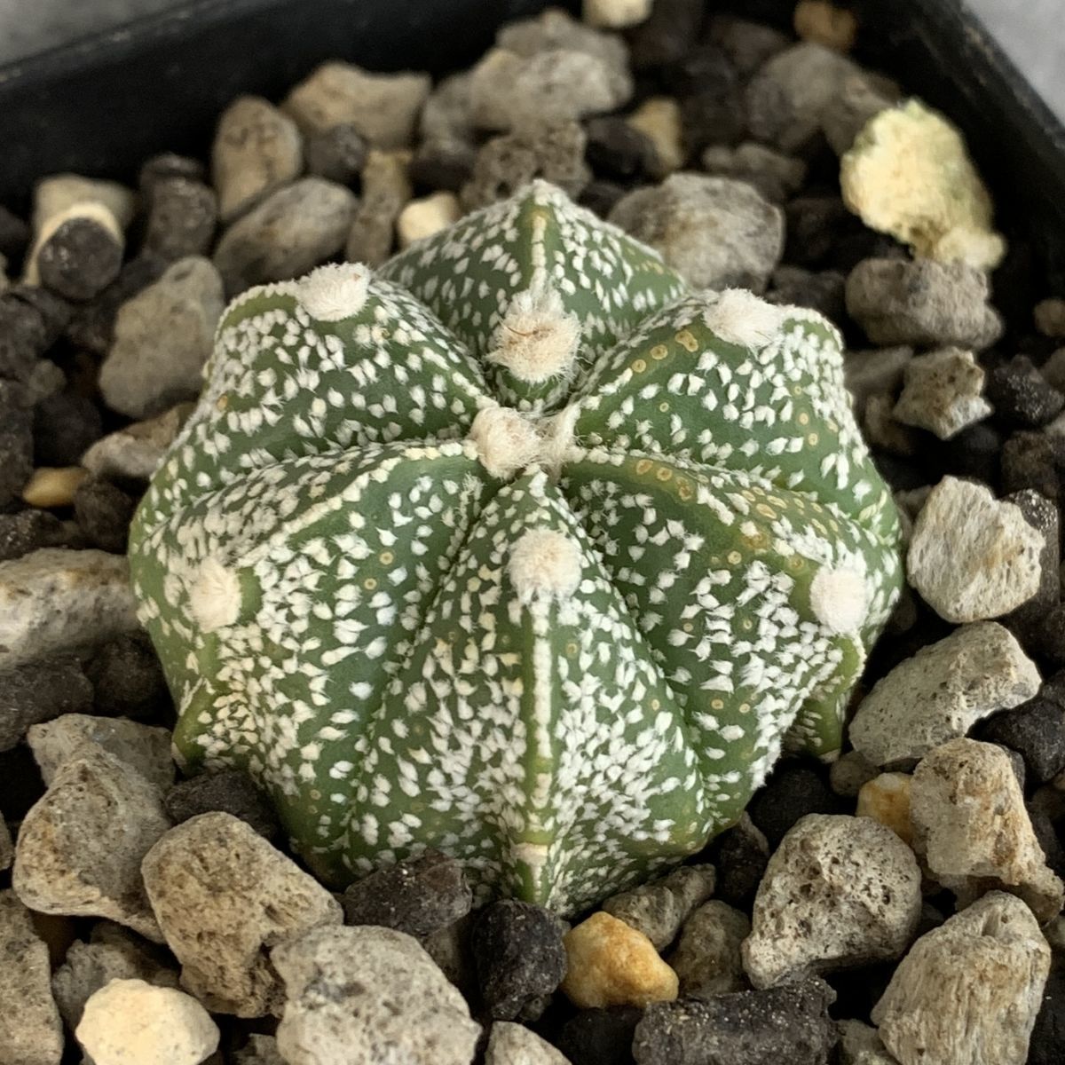 【P10073】アストロフィツム スーパー兜 Astrophytum ( 検索 アガベ 塊根植物 コーデックス パキポディウム 多肉植物 サボテン )_画像2