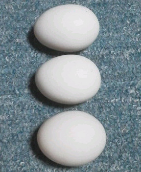 真黒矮鶏 種卵3個（2個プラス補償1個）しんくろチャボ 有精卵 シンクロチャボ 真黒チャボ 孵化用_画像6