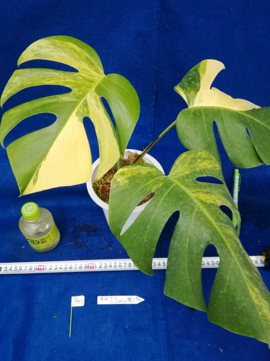 NO.0872 斑入り 古典 黄斑 モンステラ ボルシギアナ 特 borsigiana f. ’Aurea Variegata ' 観葉植物
