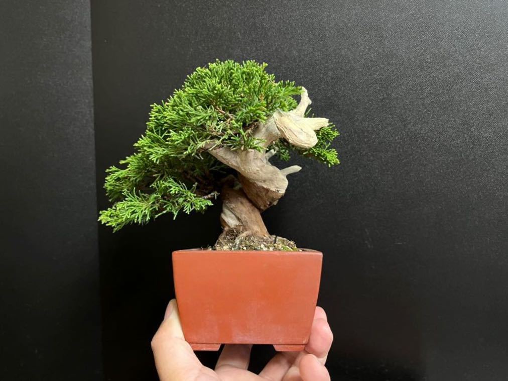 真柏盆栽 糸魚川真柏 太幹 捻転シャリ幹 小品盆栽 ミニ盆栽 樹高 真柏盆栽 糸魚川真柏 太幹 捻転シャリ幹 小品盆栽 ミニ盆栽 樹高
