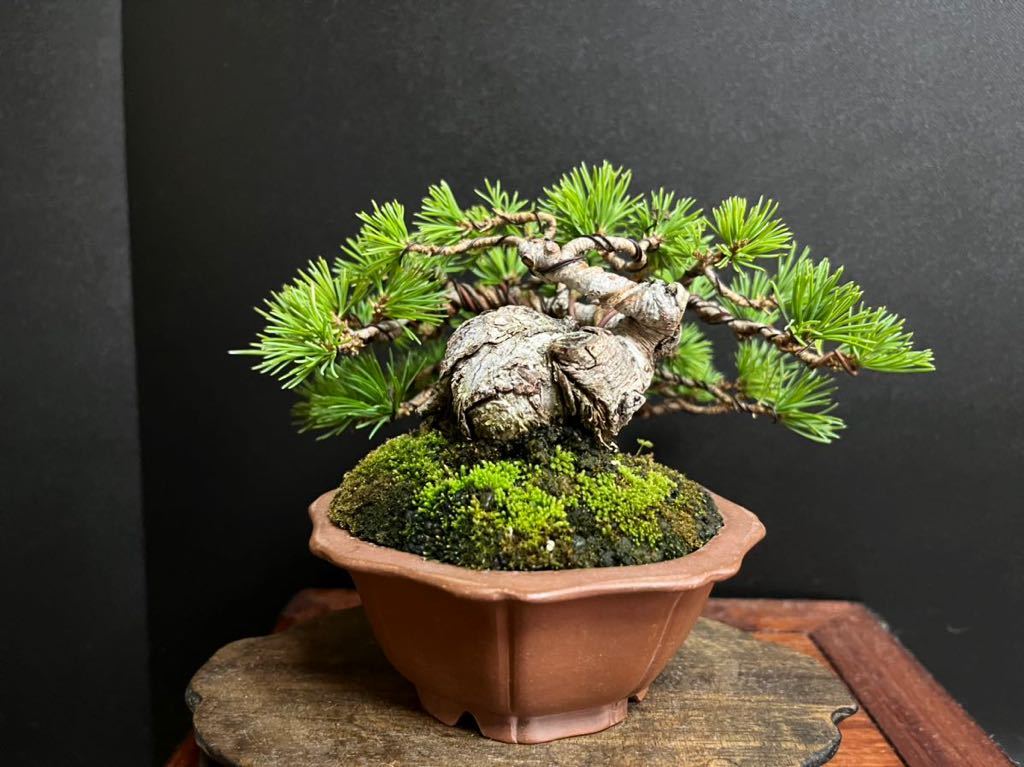 五葉松盆栽 那須五葉松 葉性抜群 太幹 小品盆栽 ミニ盆栽 樹高葉先 五葉松盆栽 那須五葉松 葉性抜群 太幹 小品盆栽 ミニ盆栽 樹高葉先