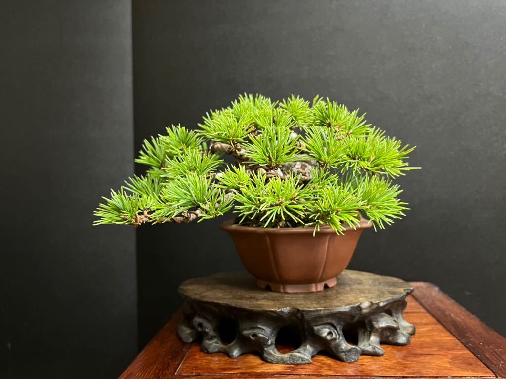 五葉松盆栽 那須五葉松 葉性抜群 太幹 小品盆栽 ミニ盆栽 樹高葉先 五葉松盆栽 那須五葉松 葉性抜群 太幹 小品盆栽 ミニ盆栽 樹高葉先