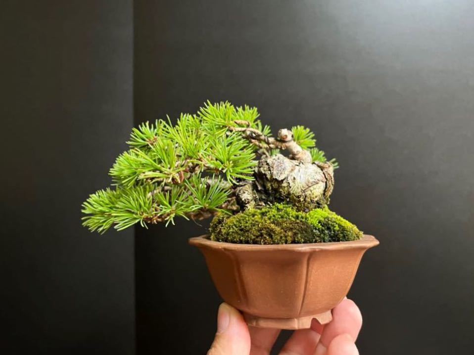 五葉松盆栽 那須五葉松 葉性抜群 太幹 小品盆栽 ミニ盆栽 樹高葉先 五葉松盆栽 那須五葉松 葉性抜群 太幹 小品盆栽 ミニ盆栽 樹高葉先