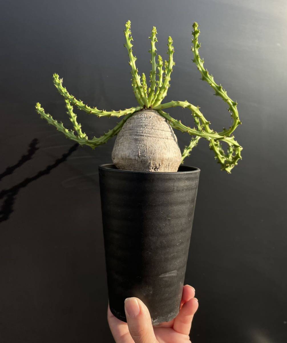 希少 ユーフォルビア デシドゥア ☆ Euphorbia decidua 検 パキプス