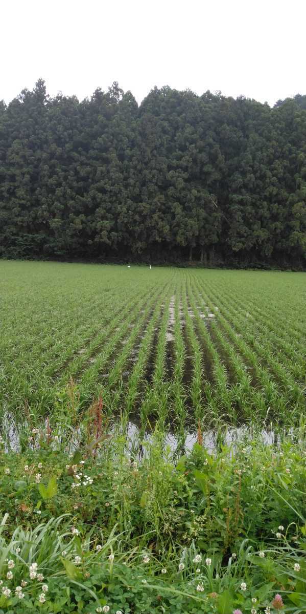 令和4年産新米栃木県特【A級ランク】一等米コシヒカリ25キロ無農薬にて作り上げたお米、安心、安全のお米です。一単農家、無農薬、_画像3