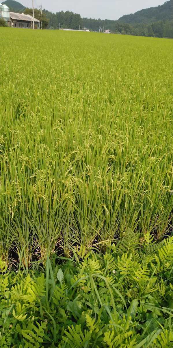 令和4年産新米栃木県特【A級ランク】一等米コシヒカリ25キロ無農薬にて作り上げたお米、安心、安全のお米です。一単農家、無農薬、_画像6