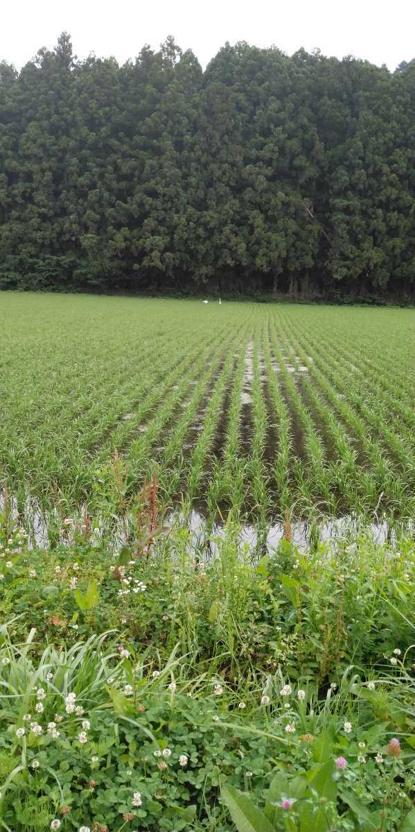 令和4年産栃木県特一等米新米【A級ランク】シヒカリ25キロ無農薬級にて作り上げた自慢のお米です。安心、安全のお米です。　　_画像4