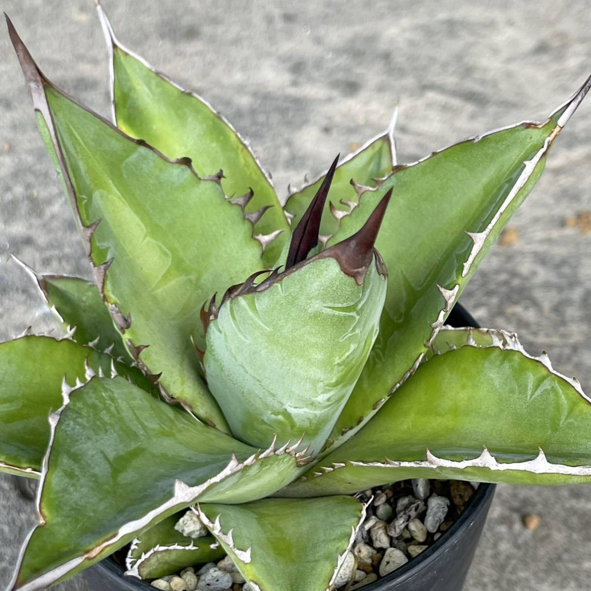 アガベ チタノタ (チタノタブルー実生) agave titanota (Blue seeding) 14_画像3