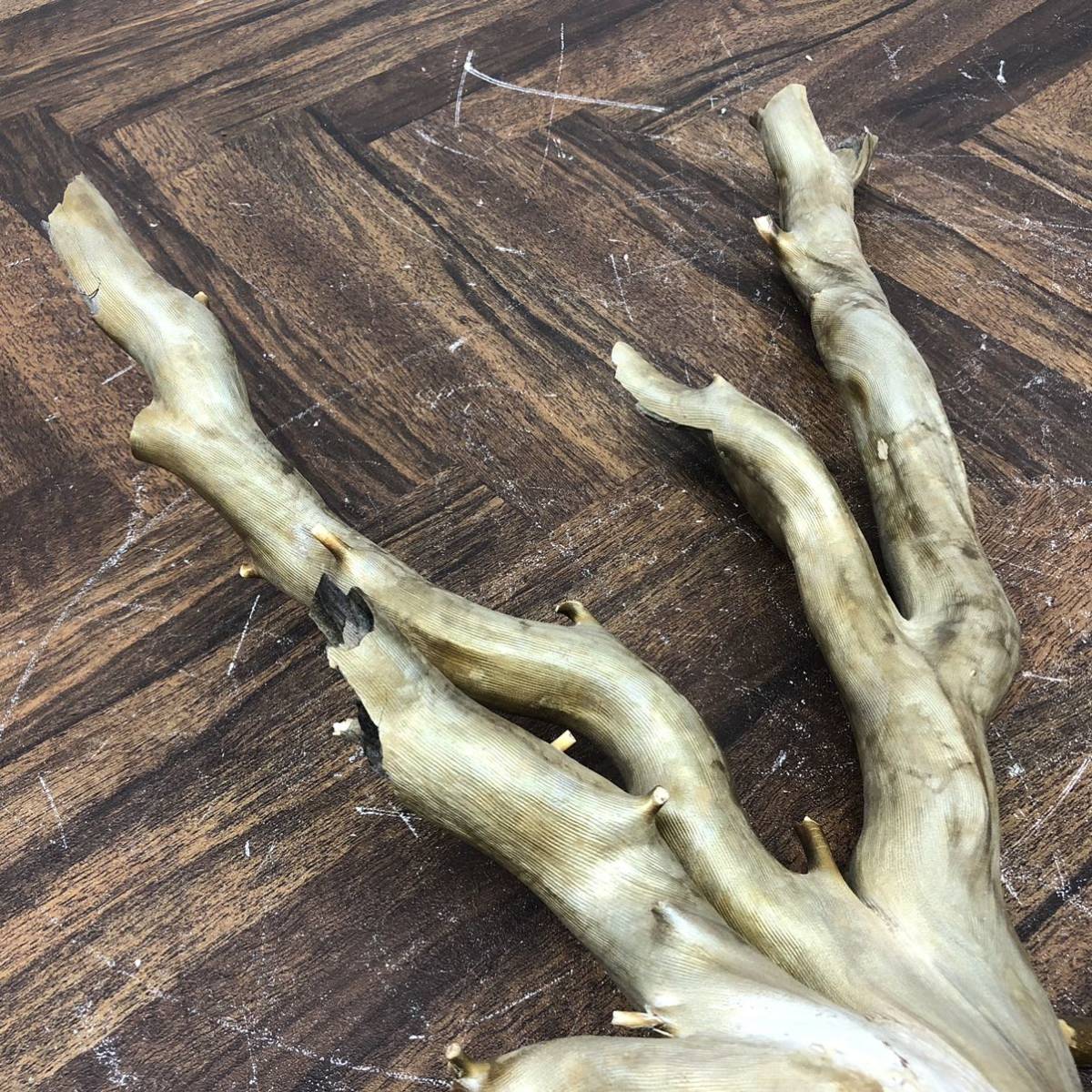 深海松 珊瑚 レインボーコーラル 全長約60cm 重量約1.85kg 虹色 深海松 珊瑚 レインボーコーラル 全長約60cm 重量約1.85kg 虹色