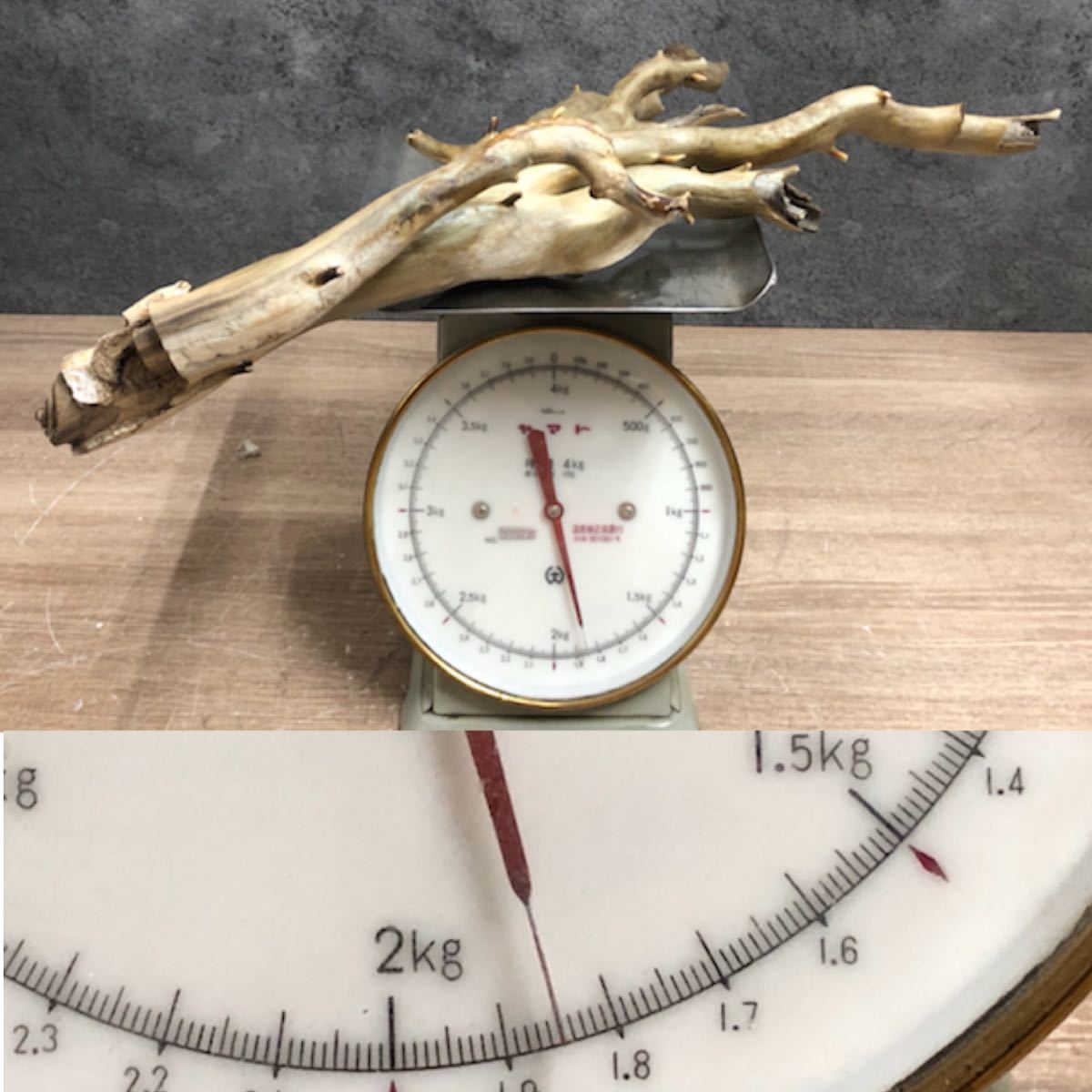 深海松 珊瑚 レインボーコーラル 全長約60cm 重量約1.85kg 虹色 深海松 珊瑚 レインボーコーラル 全長約60cm 重量約1.85kg 虹色