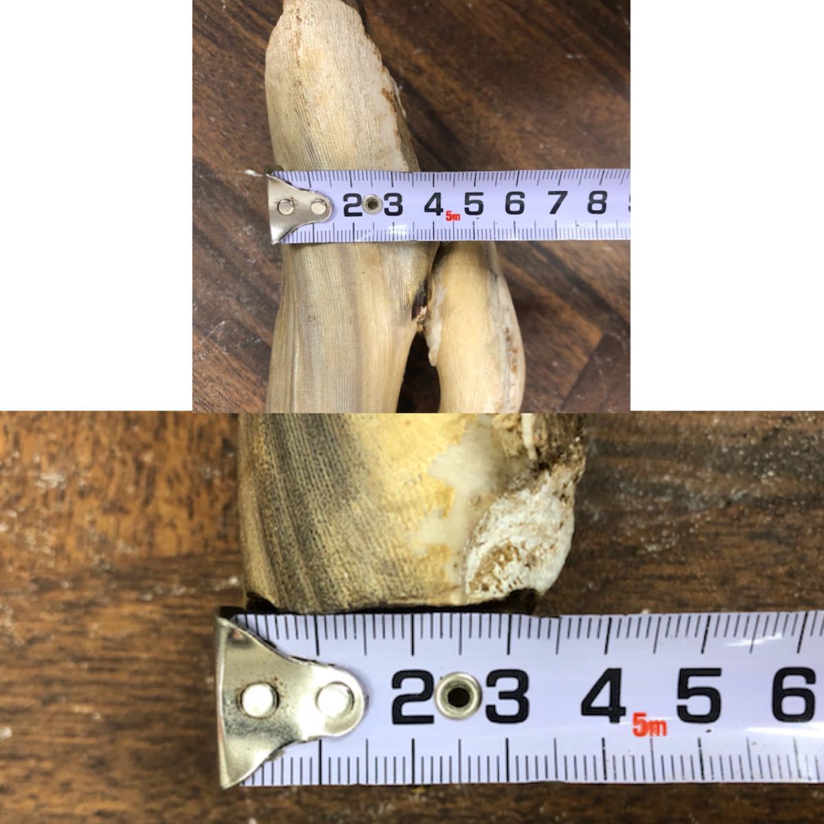 深海松 珊瑚 レインボーコーラル 全長約60cm 重量約1.85kg 虹色 深海松 珊瑚 レインボーコーラル 全長約60cm 重量約1.85kg 虹色