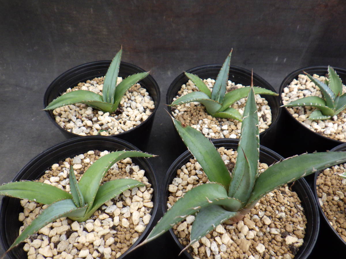 アガベ　パープソラム　Agave purpusorum　実生株　3.5号鉢植え　12鉢セット_画像3