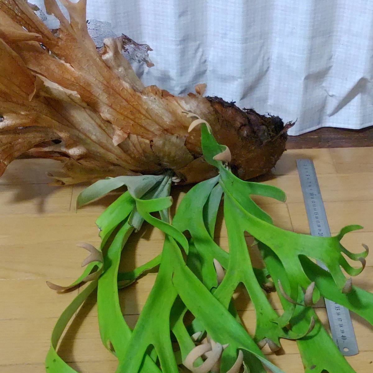 ☆1円スタート☆081 ビカクシダ 植物 ☆Platycerium willinckii 'Finger Dancer'(プラティケリウム ウィリンキー)Kintamani/麋角羊歯 3