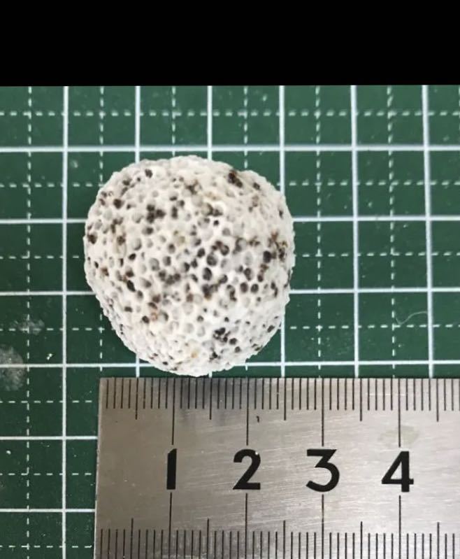 新しく着き 納豆菌付きろか材 300g ろ材 hobby-moto.com