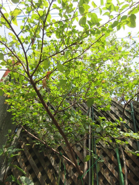 トキワマンサク 赤葉赤花 実生2年もの4号鉢 強健・繁殖力旺盛 ECOを追求した建売住宅垣根に植込まられるくらい強健・殖力旺盛着払い_親木です　16年もの