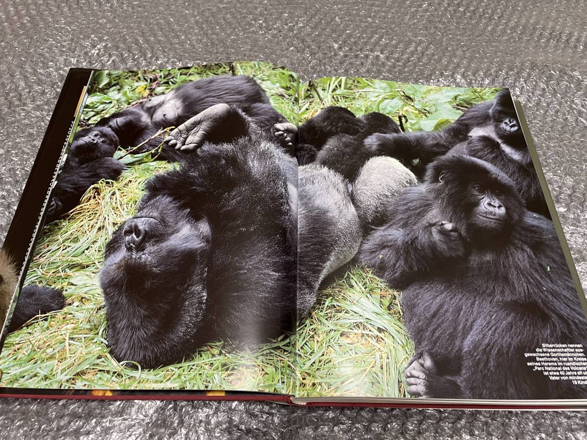 洋書★世界のサル & ゴリラ【写真集】★猿 野生動物 霊長類 自然★チンパンジー マンドリル オランウータン 他 希少種多数★送料無料_画像2