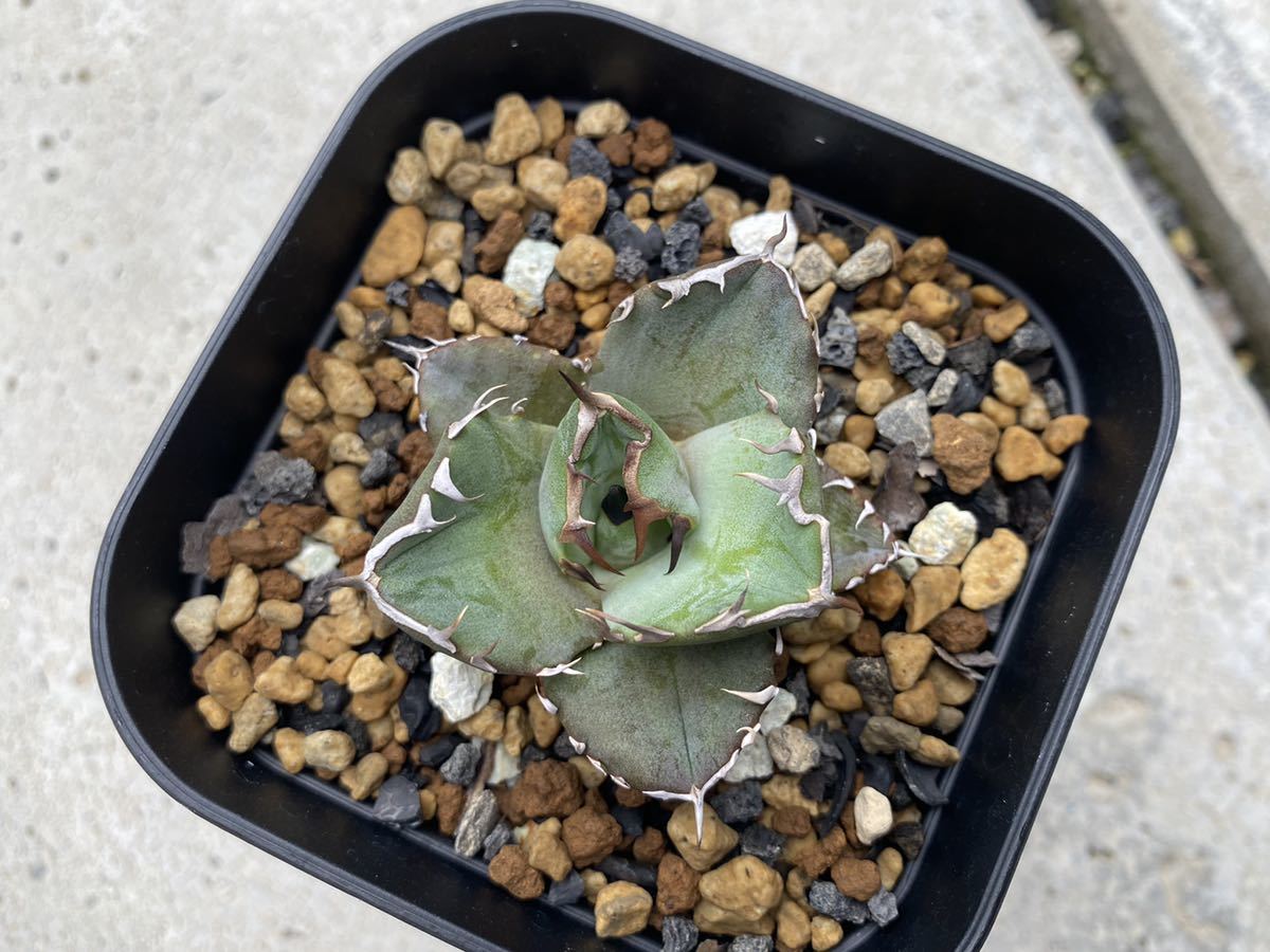 Yahoo!オークション - 希少 CANCER キャンサー 鉢植え Titanota Yahoo!オークション - 希少 CANCER キャンサー 鉢植え Titanota