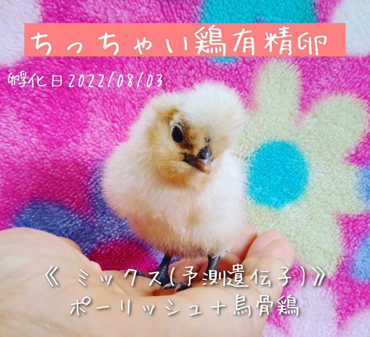 ちっちゃい鶏 有精卵 孵化用 種卵 6個_画像1