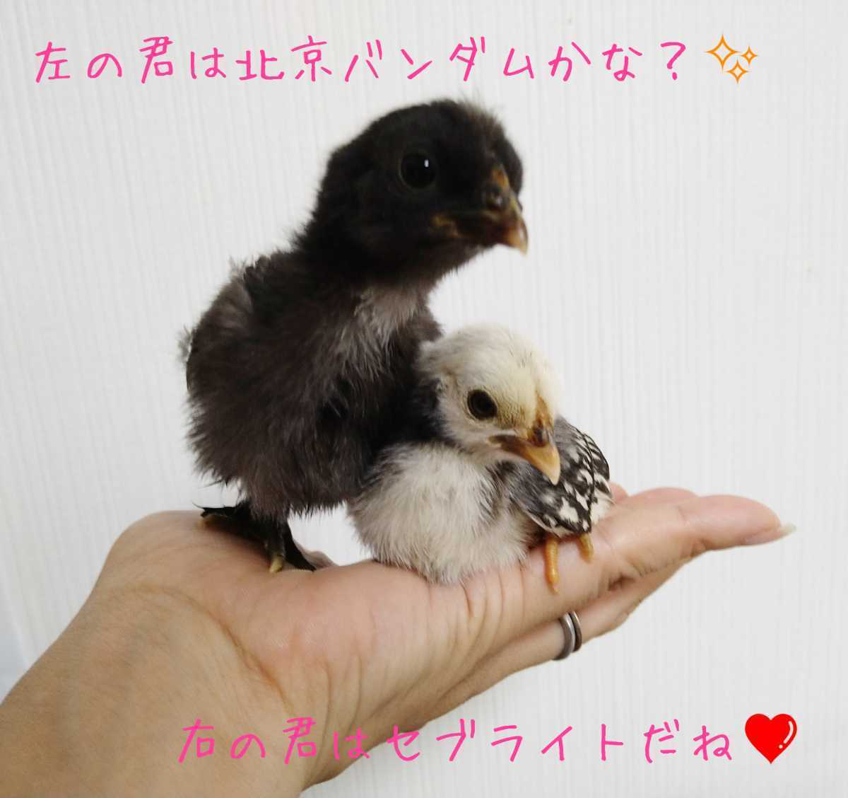 ちっちゃい鶏 有精卵 孵化用 種卵 卵6個_画像4